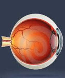 Глаза - органопрепараты