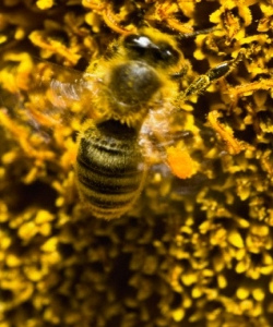 Пчелиная пыльца. Описание действия. Купить средства на основе.