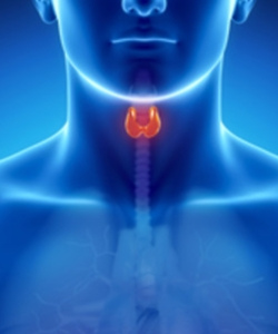 Щитовидная железа - органопрепараты
