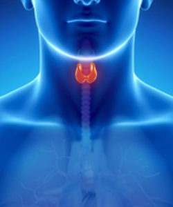 Гипотиреоз. Заболевания щитовидной железы: применение БАД