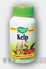 Келп (аскофиллума узловатого слоевища) / Kelp