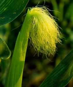 Кукурузные рыльца