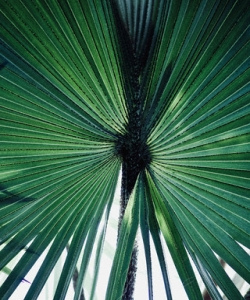 Пальма карликовая